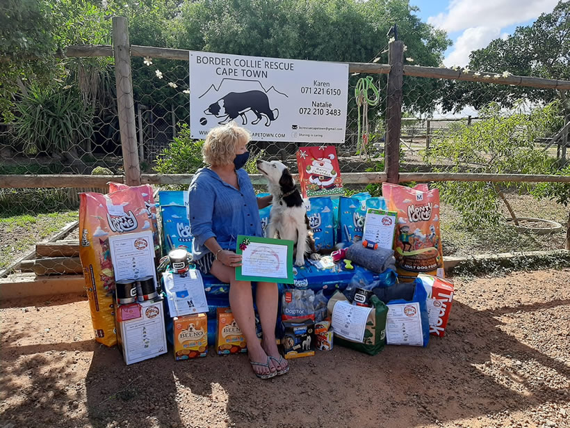 Border Collie Rescue CT